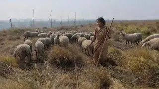 গহীন চরে এক জন নারী উদ্যোগতার গাড়লের প্রজেক্ট। ১৭ বিঘা জমি লিজ নিয়ে ঘেরাও করেছেন।নন্দলালপুর চর।