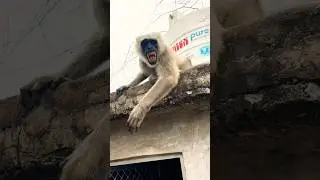 #funny #monkeychallenge #monkeysr #comedy #monkey #cute #animals #monkeycomedy #viralvideo