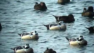 Steller's Eiders