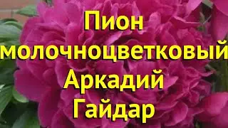 Пион многоцветковый. Краткий обзор, описание характеристик paeonia lactiflora Аркадий Гайдар