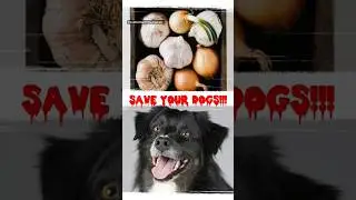 Garlic & Onions are toxic to dogs #foodfacts #doghealth #onion #garlic #foodsafety