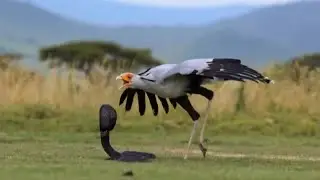 King Cobra vs Secretary Bird | Venom Meets ACCURACY.