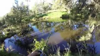850mm Gwydir River Murray cod.