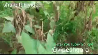 *Vipesh Garg's 100 Square meter food forest garden*. #vipeshgarg