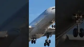 Lufthansa Airbus A340-313 Landing at LAX airport plane spotting closeup