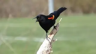 Red-winged Blackbird Alarm Call!