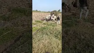 Bullockcart Full load mud in stuck|| Bull cart videos