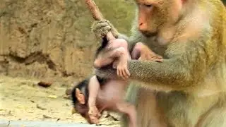 Mom Catch Baby Very Terrify, Baby Monkey Tobais Very Clever Just Only A few Day Old.