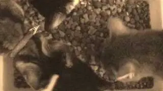 Cats Eating Breakfast