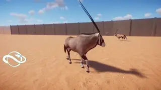 Planet Zoo Gemsbok Gameplay
