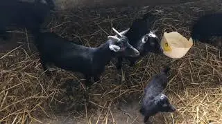West African Dwarf (WAD) Goat