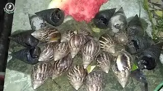 Mencari Bekicot Di Malam Hari / Hewan Nokturnal