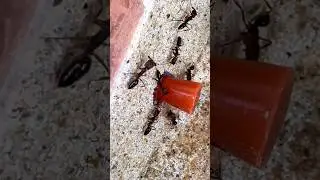 Cleaning My Ant Farm | Trapjaw Ants (Odontomachus ruginodus)