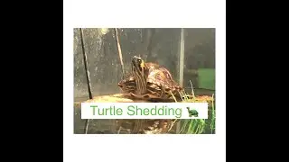 Turtle Shedding ( Tips On Shell Care And More )