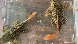 L114 Pleco & L600 Pleco #fish #algaeeater #pleco #calvintownexotics