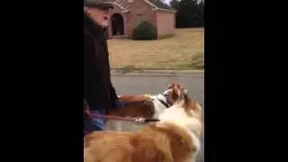Jay Ruud - Poetry With Dogs: T.S. Eliot's 