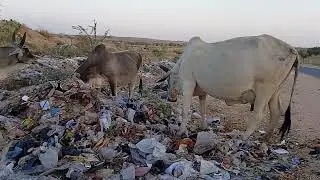 Tharparkar 🐄 cows | @Tharparkar.Animals