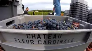 Vendanges 2015
