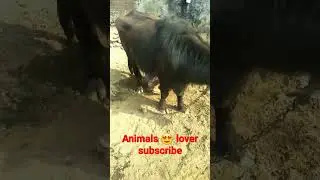 animal lover like Karensubscribe Karen#shorts #viral shots#price ta #khajurbhai