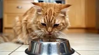 Golden Cat Food Win#cat #hindisong #cinematic #cinematic #cute #funnyanimals