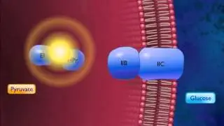 Active Transport by Group Translocation