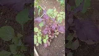 #farm #farming #garden #gardening #plantinginthegarde