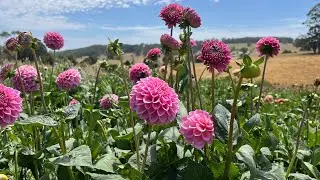 Seed saving and seed sowing, Blooms on the Hill