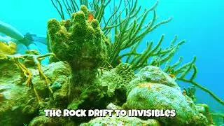 Bar Jack and Garden Eels