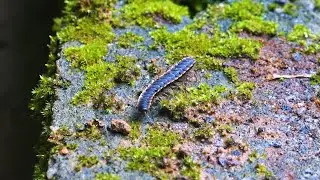Exploring Long Flange Millipede