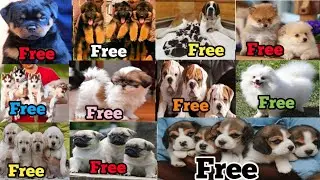 Free Dog Adoption Today Video | Dog Adoption video | Rottweiler, Saint Bernard, Begale, Gsd.. Etc 🤩🤩