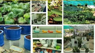 Plant shop in chennai | Nursery in chennai | Best indoor and outdoor plants in Chennai
