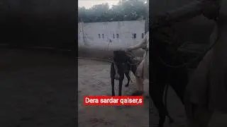 famous bully dog | #bigbullygultair#pakistanibully