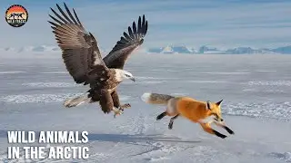 Arctic: The Battle for Survival in the Frozen Land - Travel Documentary