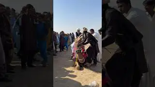 رجلٌ عجوزٌ على ظهر الجمل يلفت أنظار الجميع في المهرجان القروي الكبير