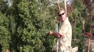 Brush Cherry