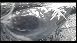 American Robin nest cam