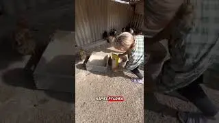 Zr&oacute;b to raz w tygodniu i zapomnij o pasożytach ! #kury