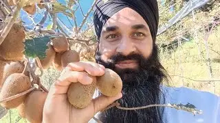 How Kiwi Fruits Are Harvested | Complete Harvest Process