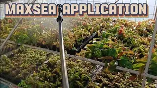 Maxsea Application