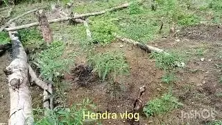 cabe