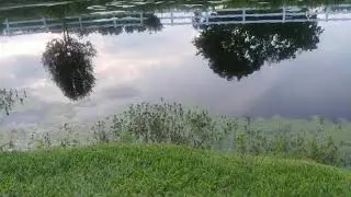 Squidnation's Otter Tails catching Snakehead