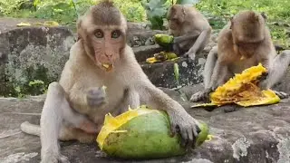 Adorable Monkeys In Amari group Enjoy Getting Tasty Mangos Deliciously | @WalkieTalkieTV168