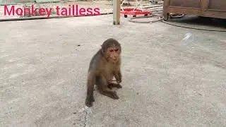 The tailless monkey is fed strawberry candy by the little girl.