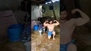 Cow Milking + Body Flex 💪 | Desi Power & Rural Fitness Motivation 🐄 #DesiWorkout #DesiMotivation
