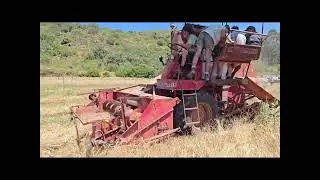 Platsny en Stroop Langeberg