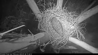 01-28-19 Presidio RTH cam; GHO leaves prey at nest.