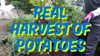 #15 Real Harvest of Potatoes. [Vegetable Gardening] 2025/05/25