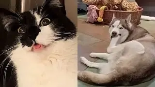 Funny and Cute Animals for When You're Stressed