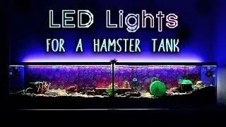 LED Lights For A Hamster Tank
