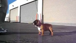 Show Ring Training